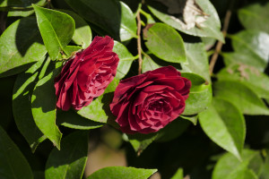 Camellia japonica R.L. Wheeler                  